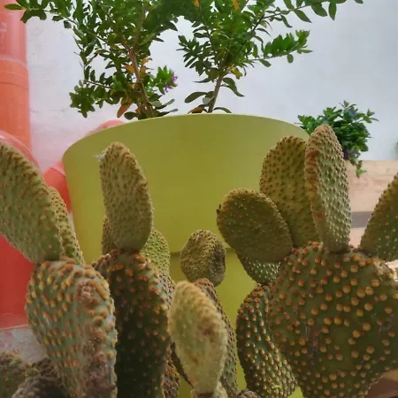 Sofia Pretty Appartament بيت للعطل