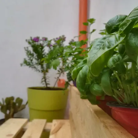 Sofia Pretty Appartament *