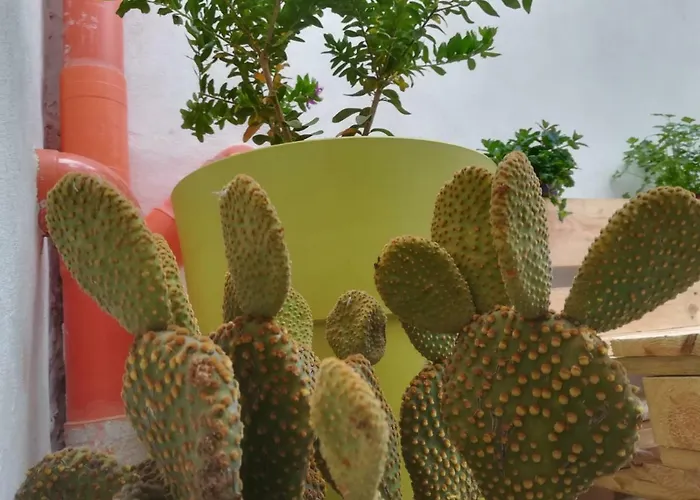 Sofia Pretty Appartament Tatil Evi