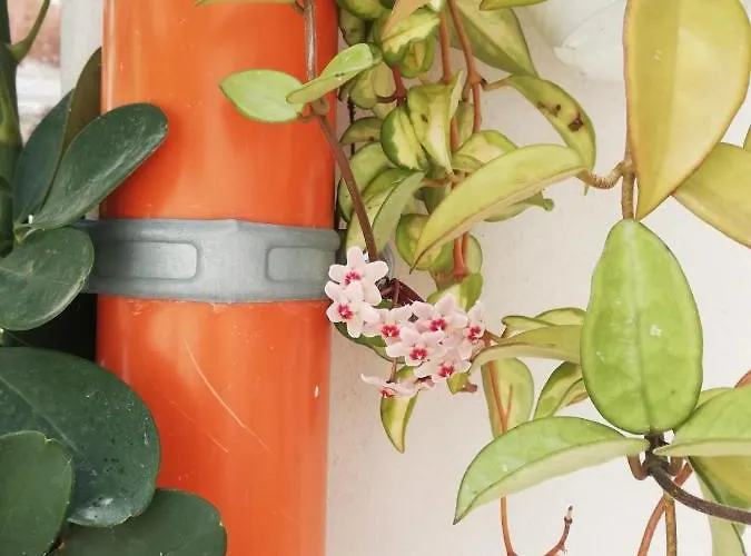 Sofia Pretty Appartament Nyaraló Palermo