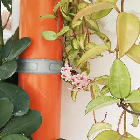 Sofia Pretty Appartament Ferienhaus Palermo